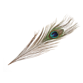 CB310X PEACOCK FEATHERS
