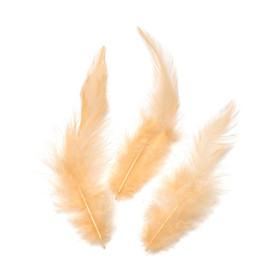 6621201 FEATHERS COCK APRICOT 16NOS